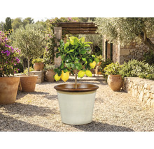 Citroník v květináči venku