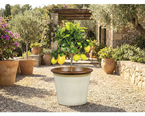 Citroník v květináči venku