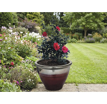 Kamelie s červenými květy v květináči