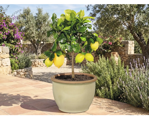 Citroník v květináči se zralými plody do zahrady nebo na terasu