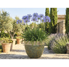Kvetoucí Agapanthus v květináči na zahradě.