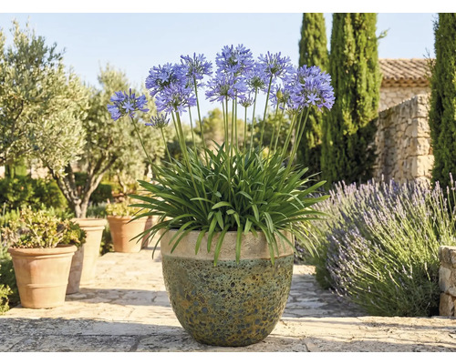 Kvetoucí Agapanthus v květináči na zahradě.