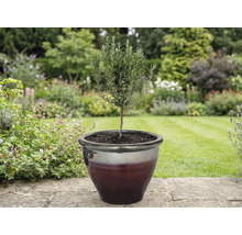 Rozmarýnová rostlina v květináči na zahradě.