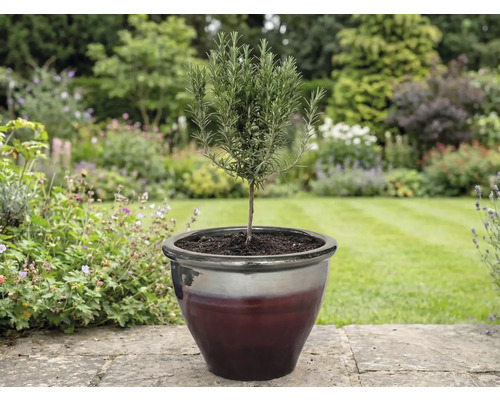 Rozmarýnová rostlina v květináči na zahradě.