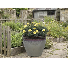 Žluté kopretiny v ozdobném květináči na zahradě.