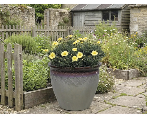 Žluté kopretiny v ozdobném květináči na zahradě.