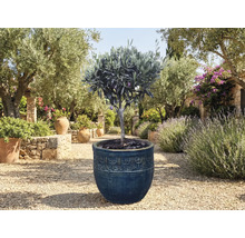 Olivovník v květináči na zahradě.