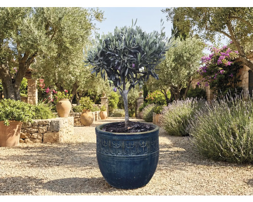 Olivovník v květináči na zahradě.