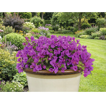 Fialová bugenvilea v květináči na zahradě