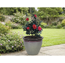 Kamelie v květináči na zahradě