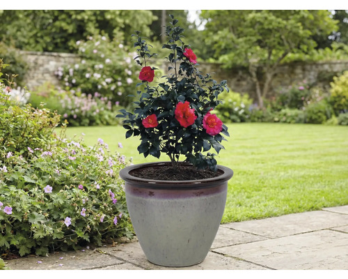 Kamelie v květináči na zahradě