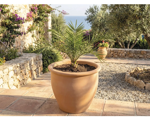 Datlovník v terakotovém květináči pro zahradu