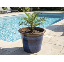 Datlovník v modrém keramickém květináči u bazénu