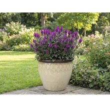 Nachově fialová laskavcovka v květináči na zahradě.