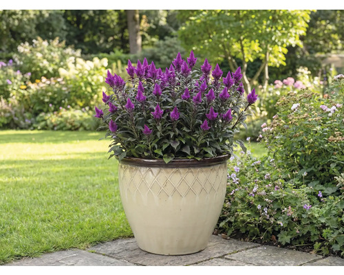 Nachově fialová laskavcovka v květináči na zahradě.