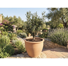 Olivovník v terakotové nádobě v zahradě