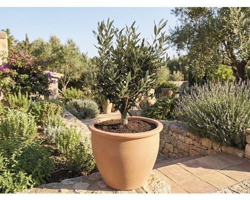 Olivovník v terakotové nádobě v zahradě