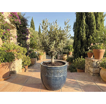 Olivovník v květináči na zahradě