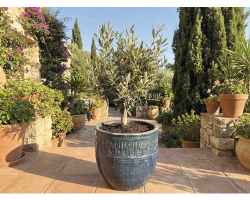 Olivovník v květináči na zahradě