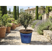 Olivovník v modrém keramickém květináči na zahradě