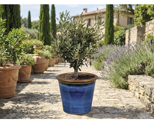 Olivovník v modrém keramickém květináči na zahradě