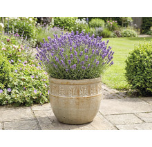 Levandule v květináči v zahradě