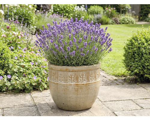 Levandule v květináči v zahradě