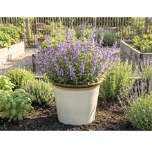 Kvetoucí šanta kočičí v květináči na zahradě.