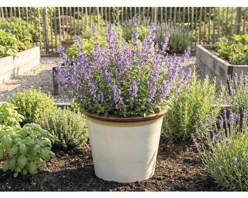 Kvetoucí šanta kočičí v květináči na zahradě.