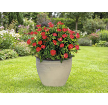 Květináč s červenými květy v keramickém květináči na zahradě.