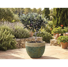 Olivovník v květináči na zahradě