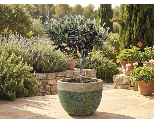 Olivovník v květináči na zahradě