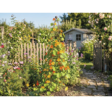 Zahrada s podpěrou pro popínavé rostliny, osázená lichořeřišnicí větší a zahradním domkem v pozadí.