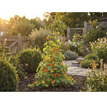 Pohled do zahrady s popínavými rostlinami na podpěře