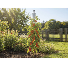 Rostlina rajčete s podpěrou v zahradě