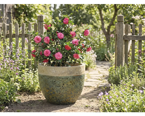 Kamelie s růžovými květy v květináči na zahradě