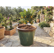 Kumquatový strom v prostorné nádobě venku