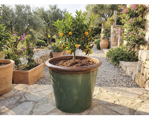 Kumquatový strom v prostorné nádobě venku