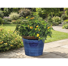 Kvetoucí rostlina v modrém květináči na zahradě