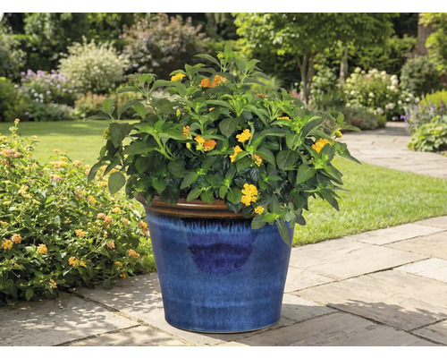 Kvetoucí rostlina v modrém květináči na zahradě