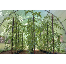 Sazenice rajčat s podpůrnými kůly ve skleníku.