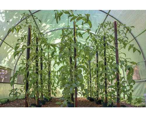 Sazenice rajčat s podpůrnými kůly ve skleníku.