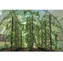 Rostliny rajčat s podpůrnými kůly ve skleníku