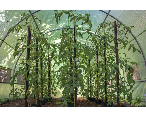 Rostliny rajčat s podpůrnými kůly ve skleníku