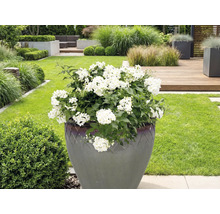 Velká rostlina s bílými květy v květináči na zahradě.