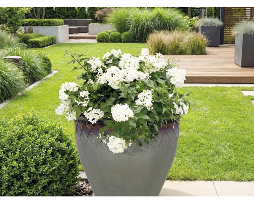 Velká rostlina s bílými květy v květináči na zahradě.