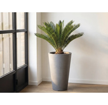 Zamiokulkas v květináči ve vysoké nádobě v interiéru