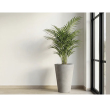 Pokojová rostlina v květináči u okna