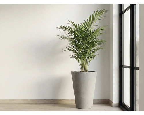 Pokojová rostlina v květináči u okna