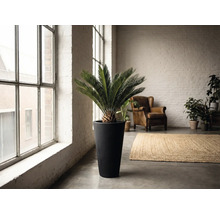 Interiér se zamií v květináči, křeslem a kobercem